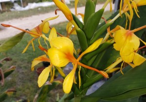 Betty Ho Ginger, Hedychium species 'Betty Ho'